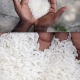 فروش برنج سنگی در کردکوی